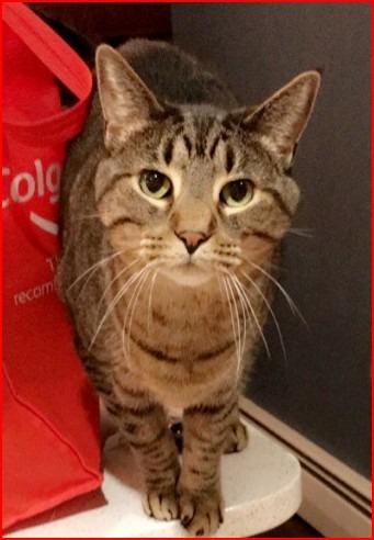 Nutmeg, Adoptable, Senior Female Domestic Short Hair.