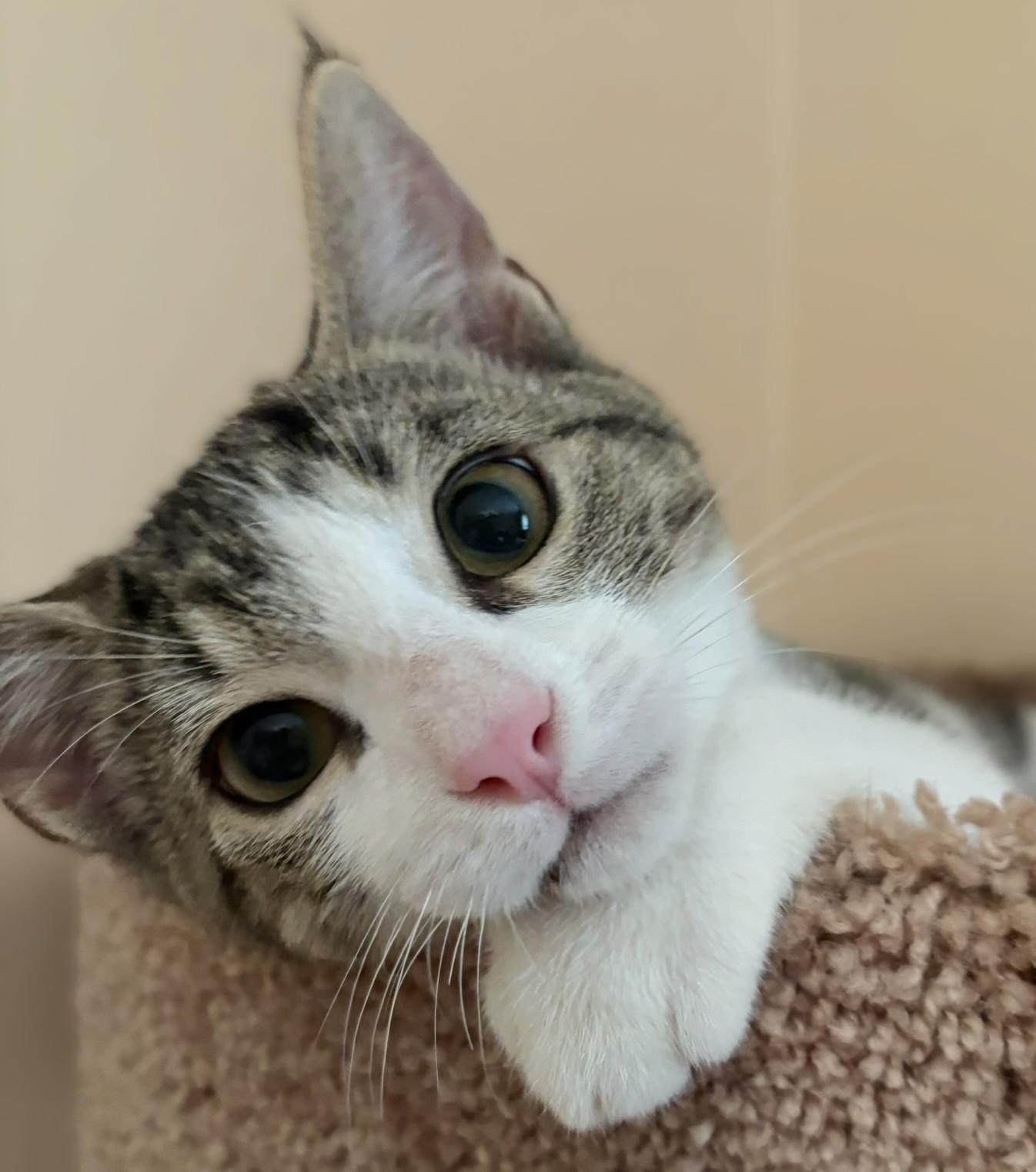 Leo, a Adoptable mixed breed in Culpeper, VA image 2/4