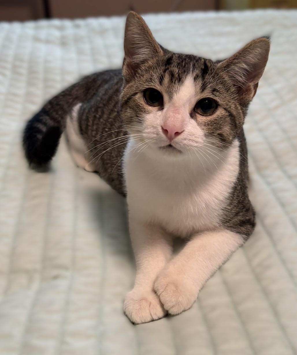 Leo, a Adoptable mixed breed in Culpeper, VA image 3/4