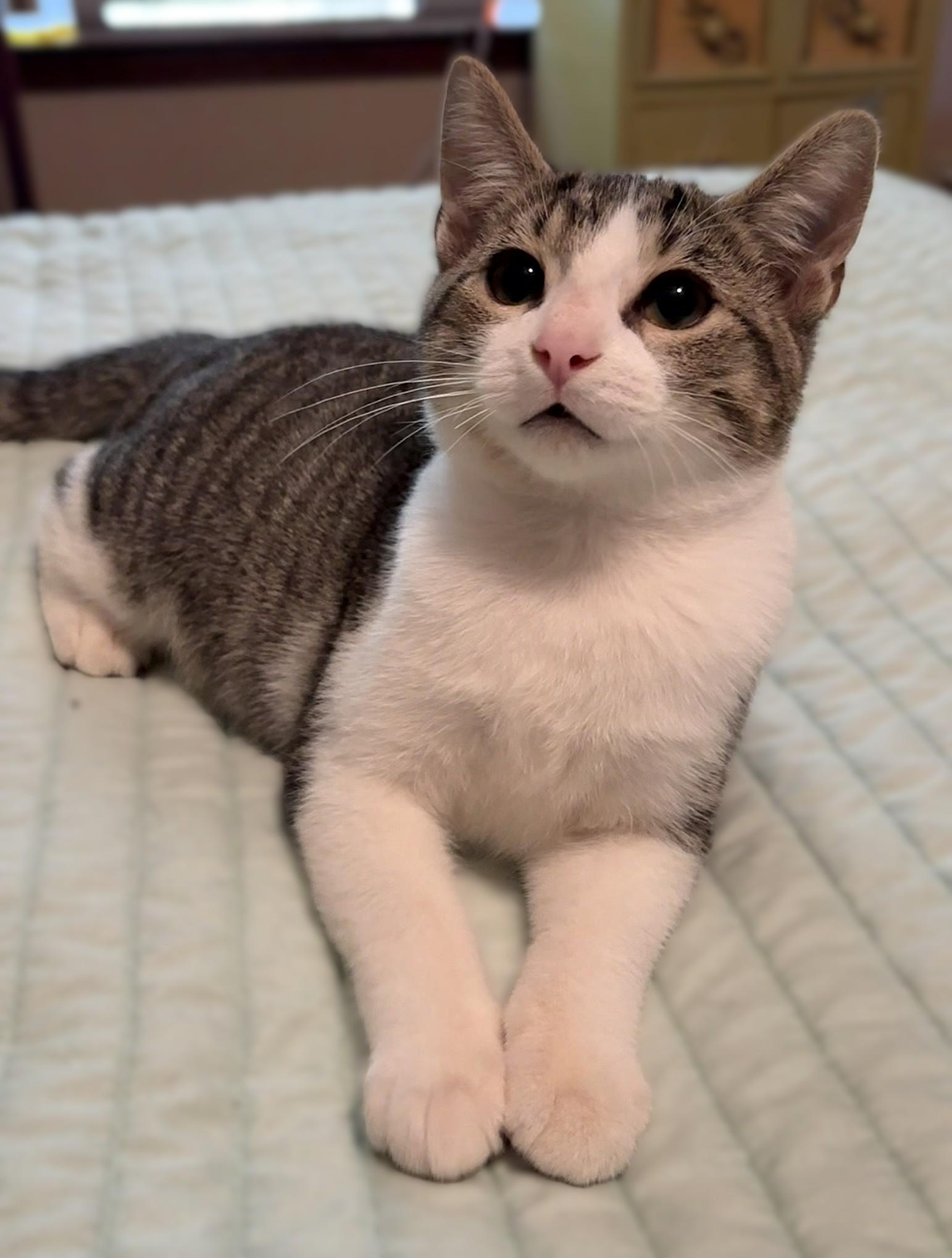 Leo, a Adoptable mixed breed in Culpeper, VA image 4/4