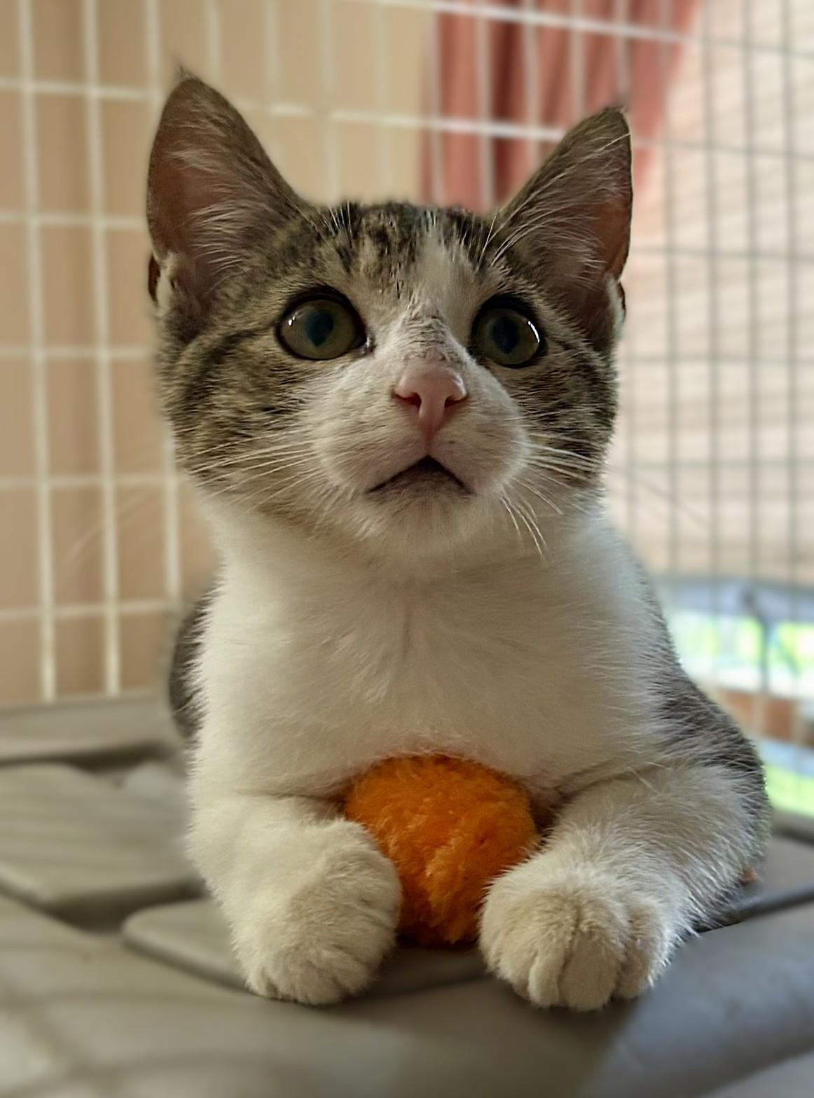 Leo, Adoptable, Kitten Male Domestic Short Hair.