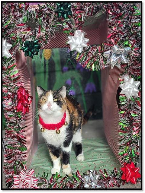 Enlarge SABRINA, a Adoptable Domestic Short Hair in Frisco, CO image 1/1