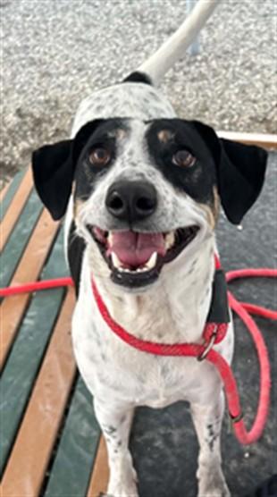Enlarge COOKIE, a Adoptable mixed breed in Lincolnton, NC image 1/1