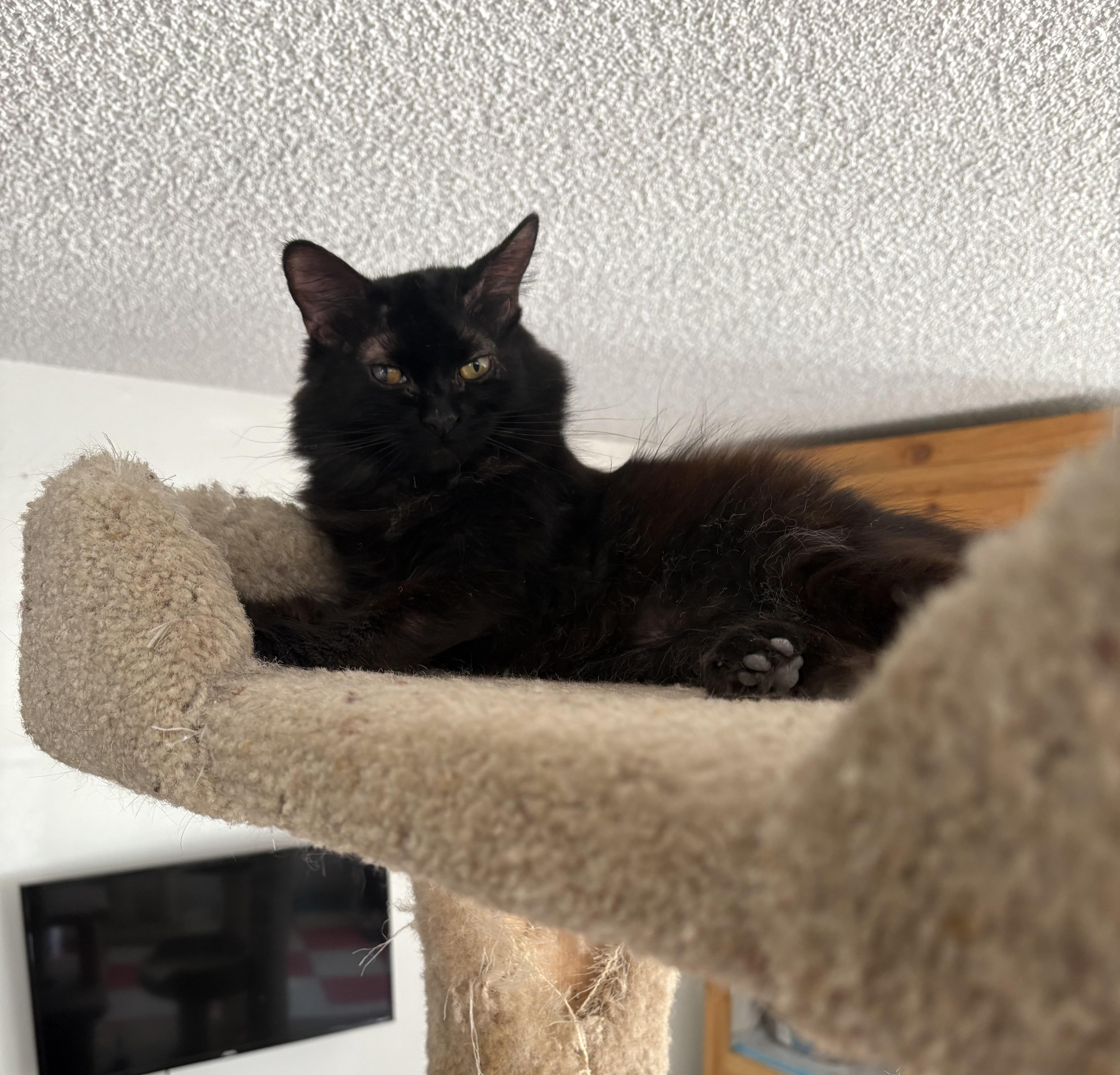 Enlarge Destiny, a Adoptable Domestic Long Hair in Carson City, NV image 1/1