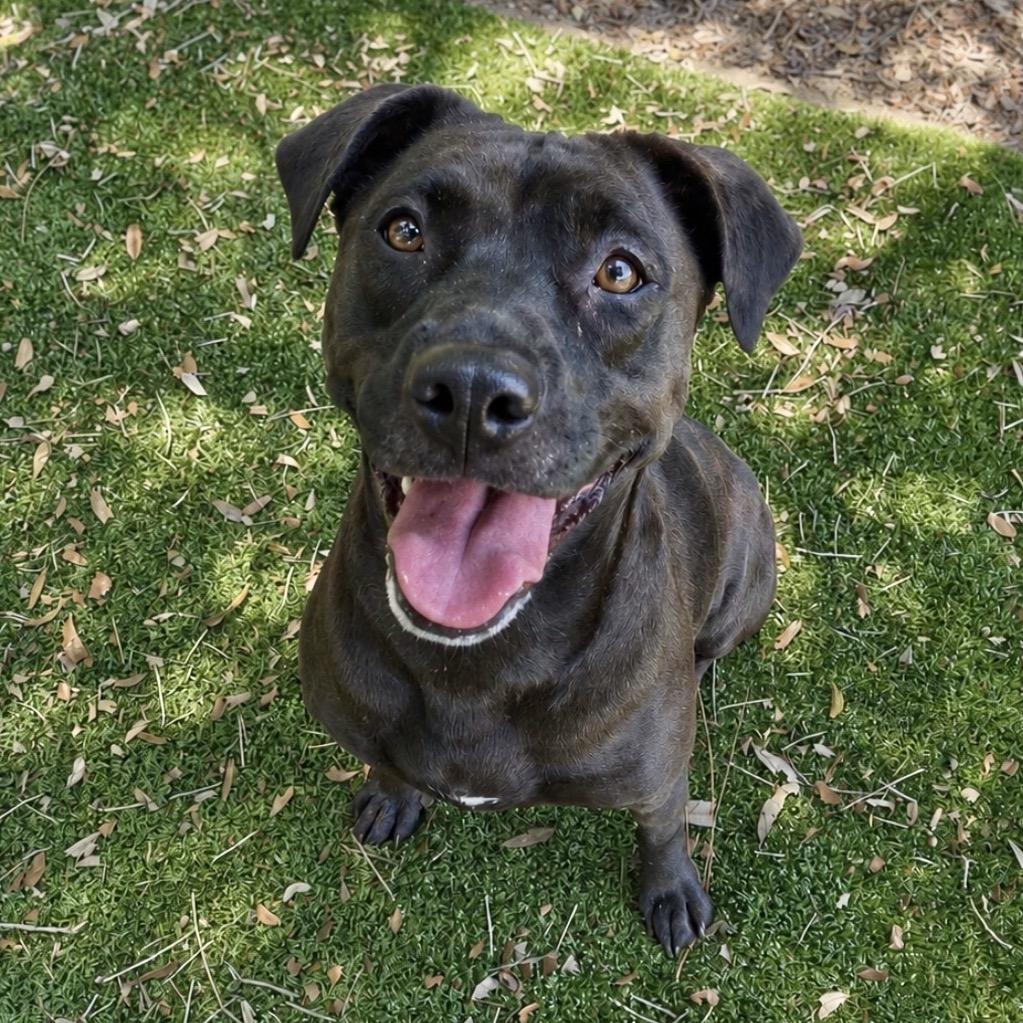 Shay, Adoptable, Adult Female Mixed Breed.