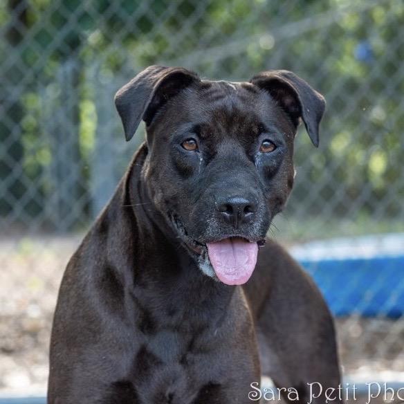 Shay, a Adoptable Mixed Breed in Milton, FL image 2/3