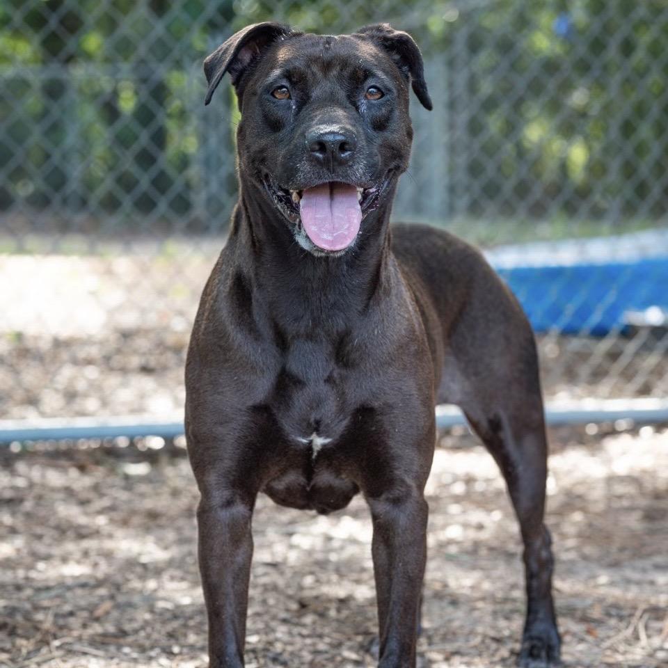 Shay, a Adoptable Mixed Breed in Milton, FL image 3/3