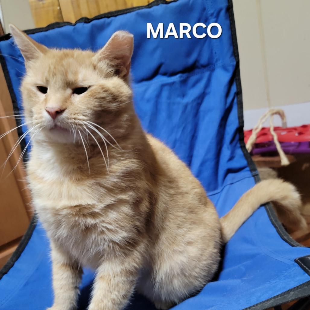 Marco, Adoptable, Adult Male Domestic Short Hair & Domestic Short Hair.