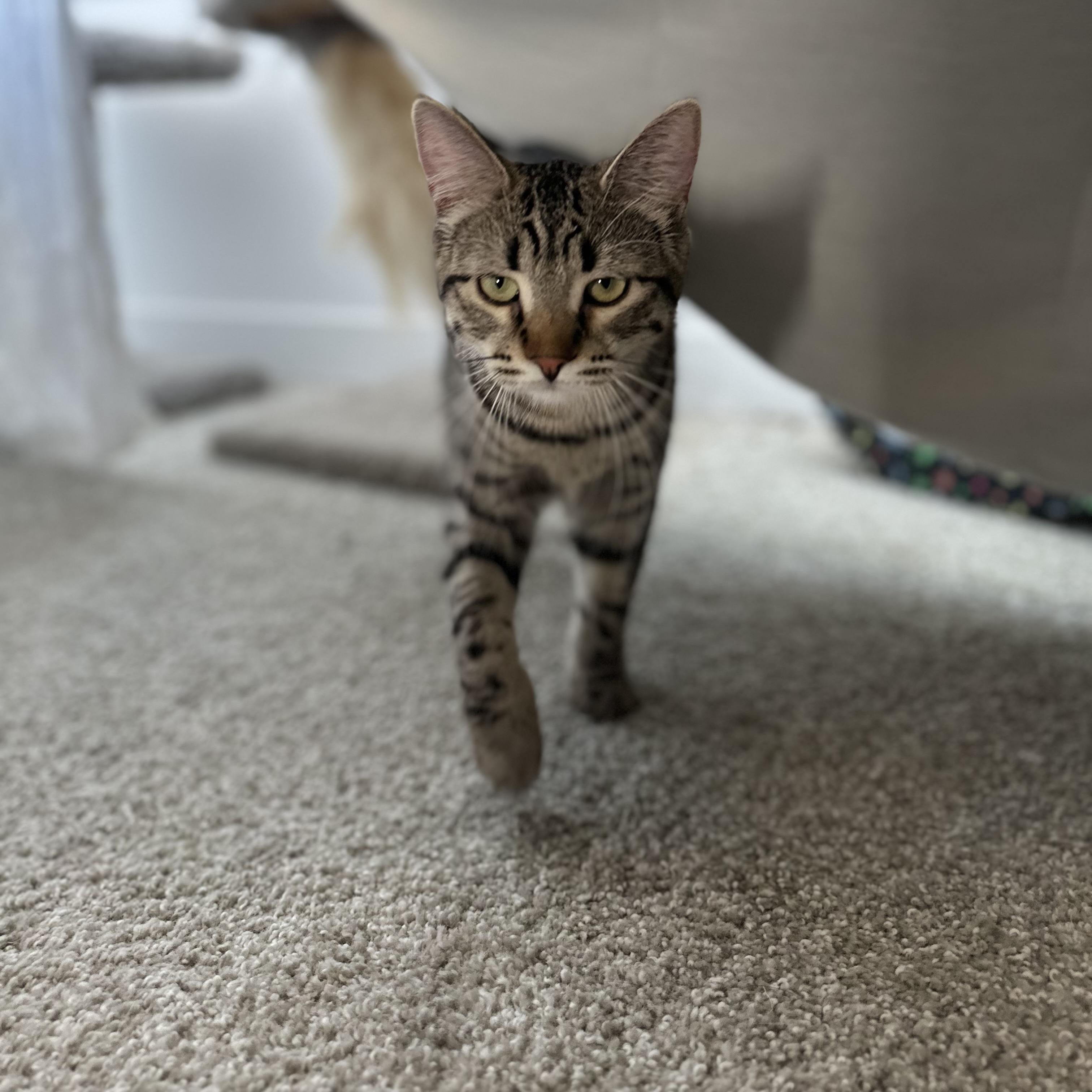 Louise, Baby Female Tabby