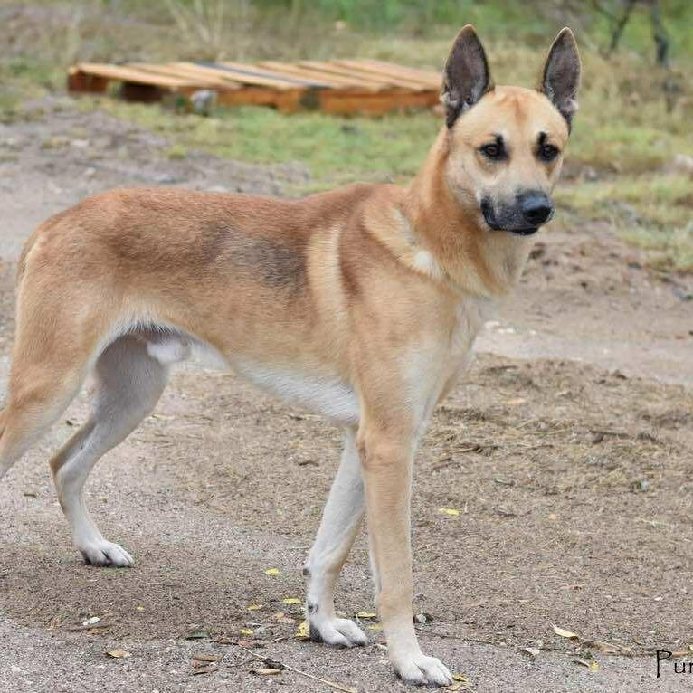 Enlarge Tuck, a Adoptable mixed breed in Cleveland, TX image 1/6