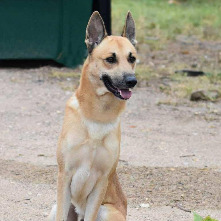 Enlarge Tuck, a Adoptable mixed breed in Cleveland, TX image 2/6