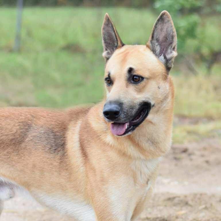 Enlarge Tuck, a Adoptable mixed breed in Cleveland, TX image 3/6