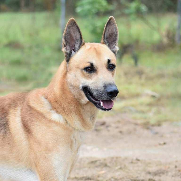 Enlarge Tuck, a Adoptable mixed breed in Cleveland, TX image 5/6