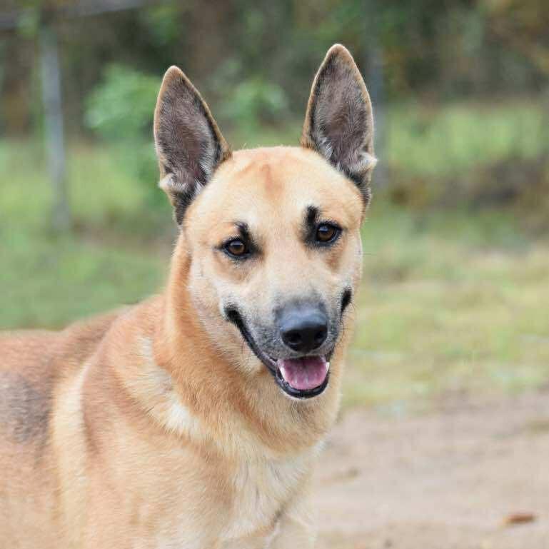 Enlarge Tuck, a Adoptable mixed breed in Cleveland, TX image 6/6