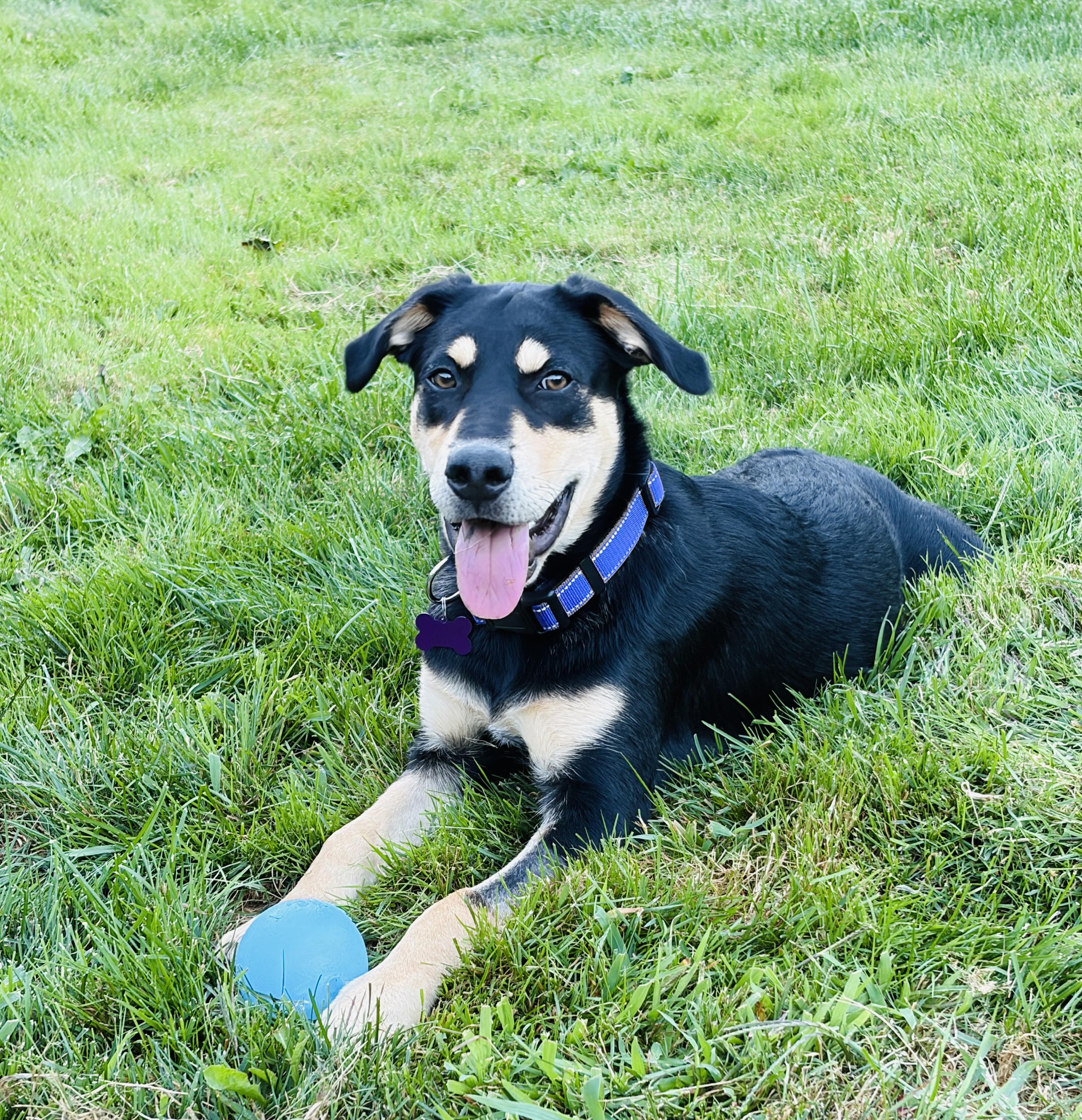 Enlarge Queso SS is in Maine, a ADOPTABLE mixed breed in Portland, ME image 1/6