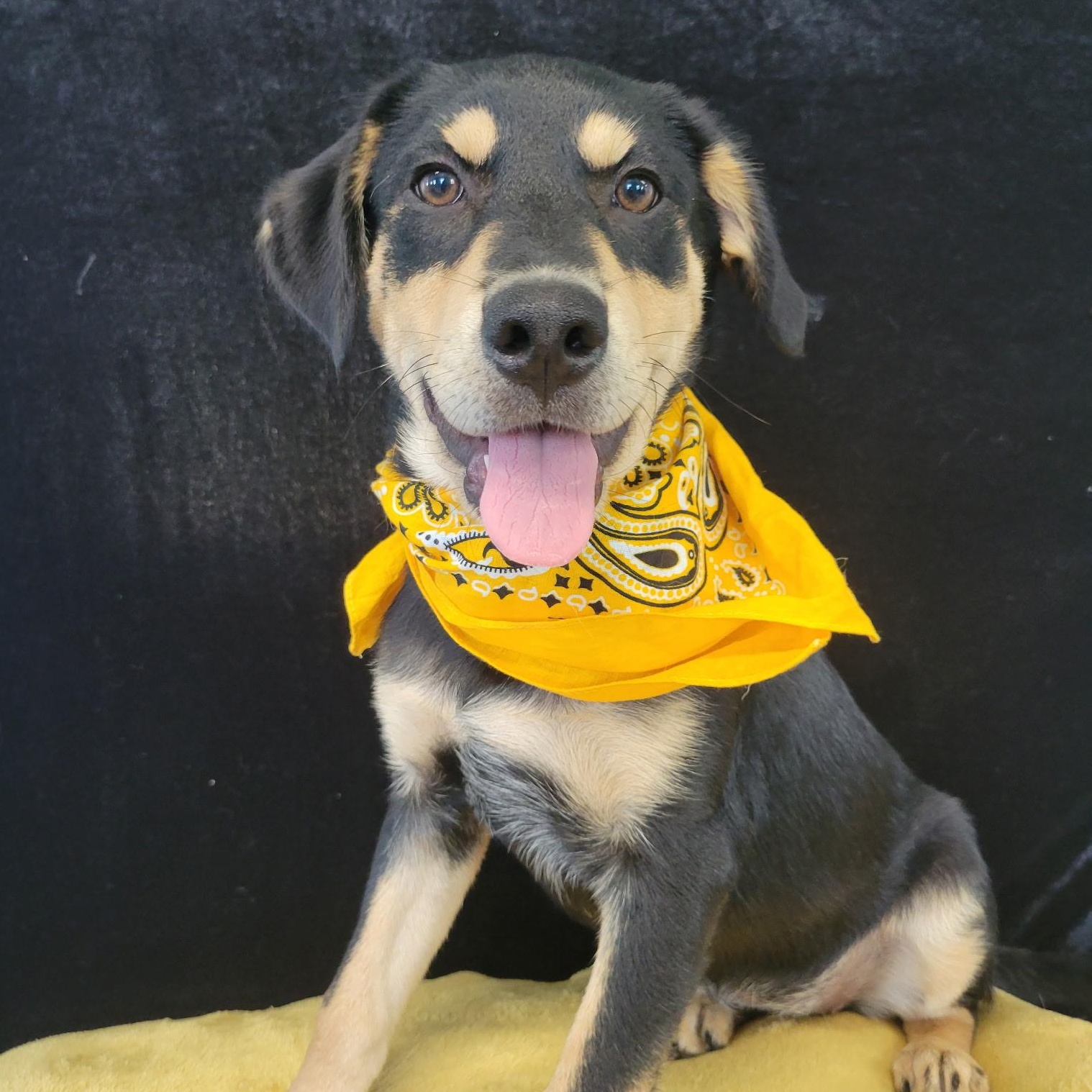 Enlarge Queso SS, a ADOPTABLE mixed breed in South Portland, ME image 1/4