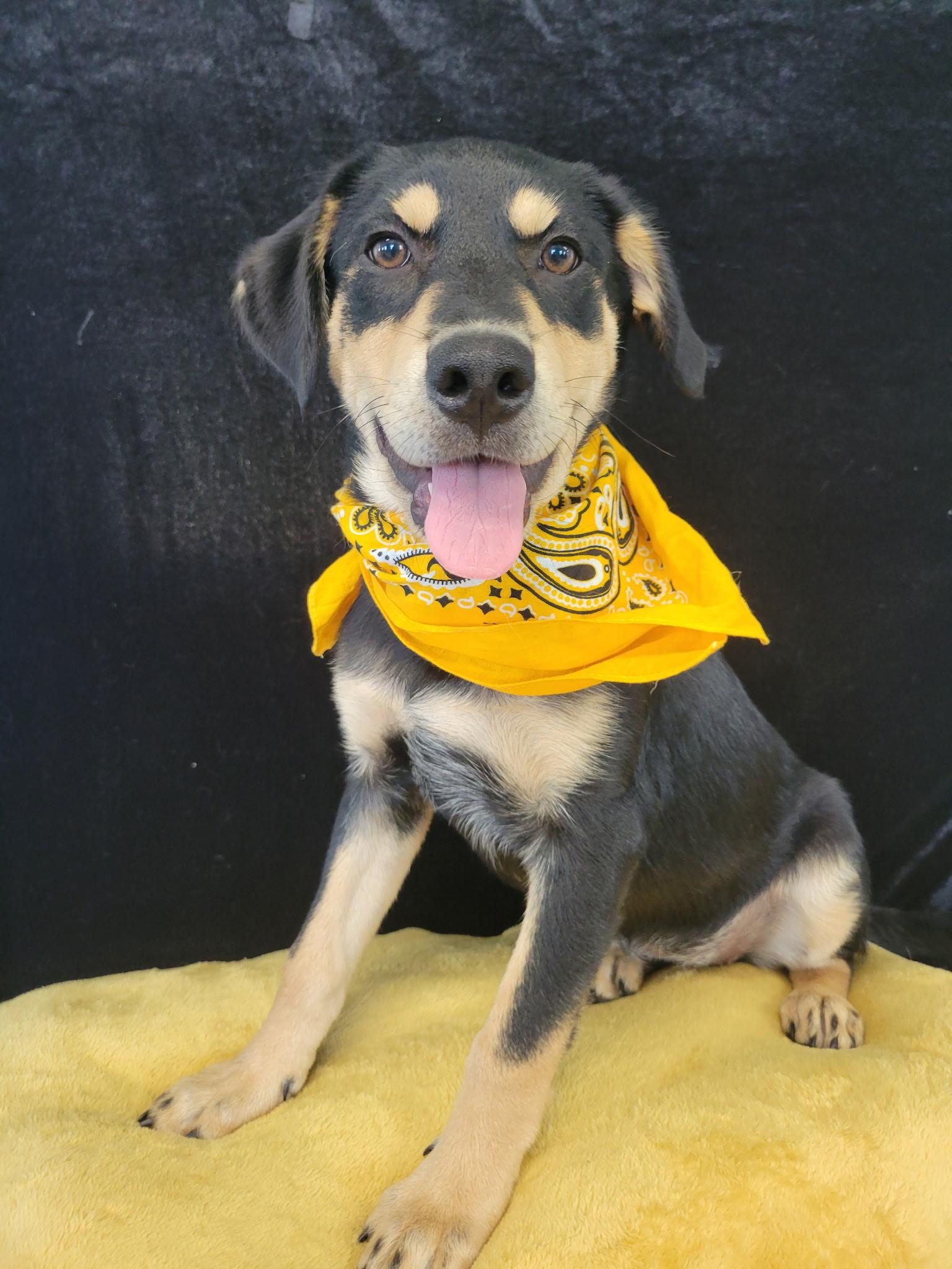 Queso SS, a ADOPTABLE mixed breed in South Portland, ME image 4/4