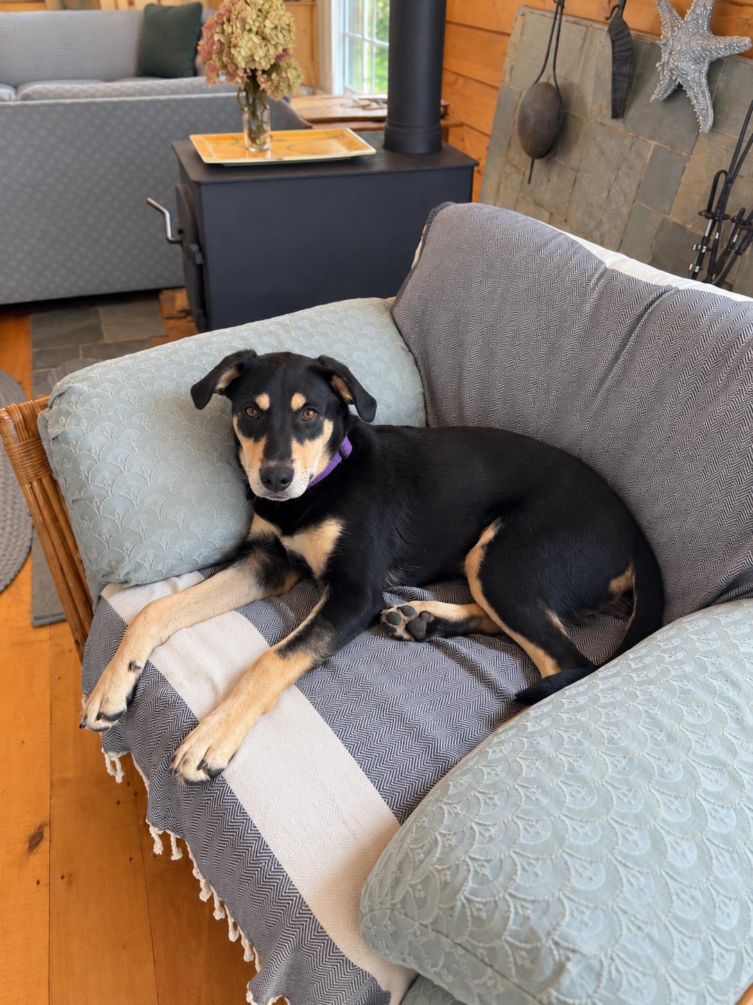 Enlarge Queso SS is in Maine, a ADOPTABLE mixed breed in Portland, ME image 5/6