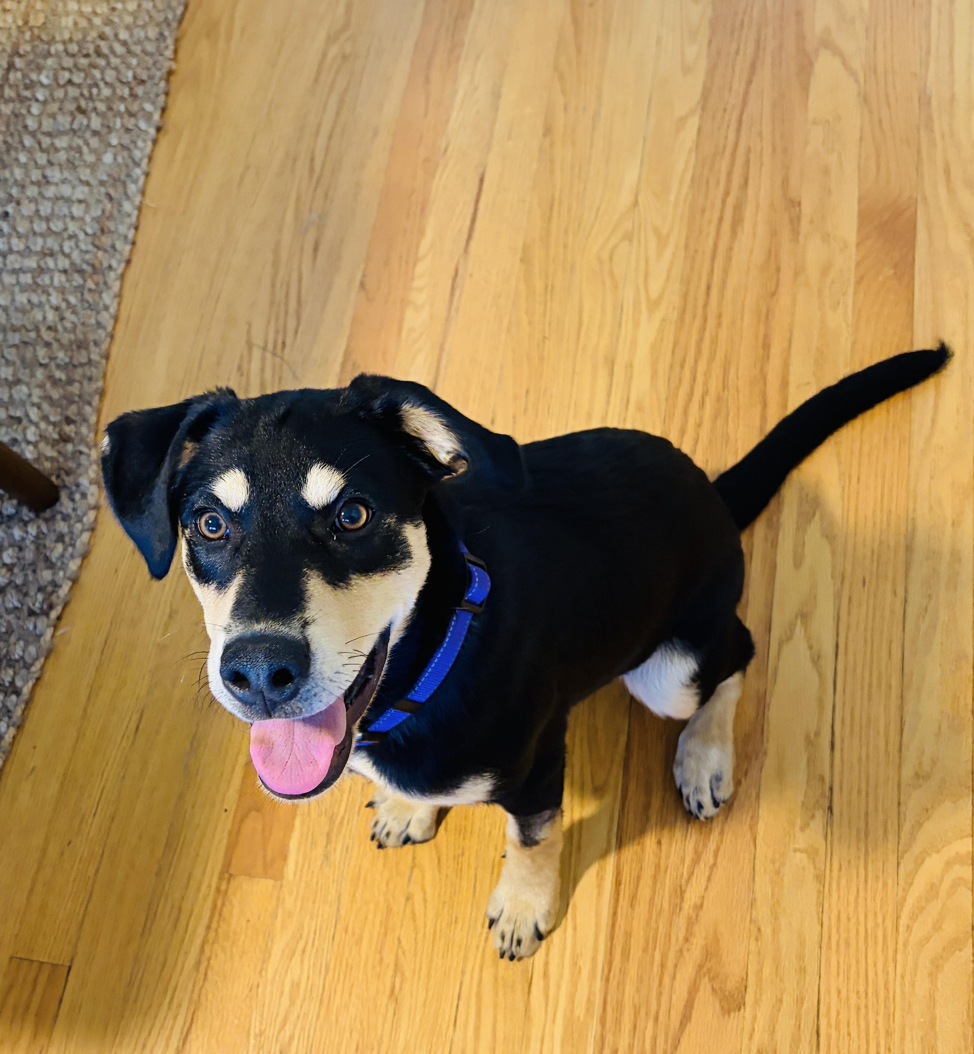 Enlarge Queso SS is in Maine, a ADOPTABLE mixed breed in Portland, ME image 3/6
