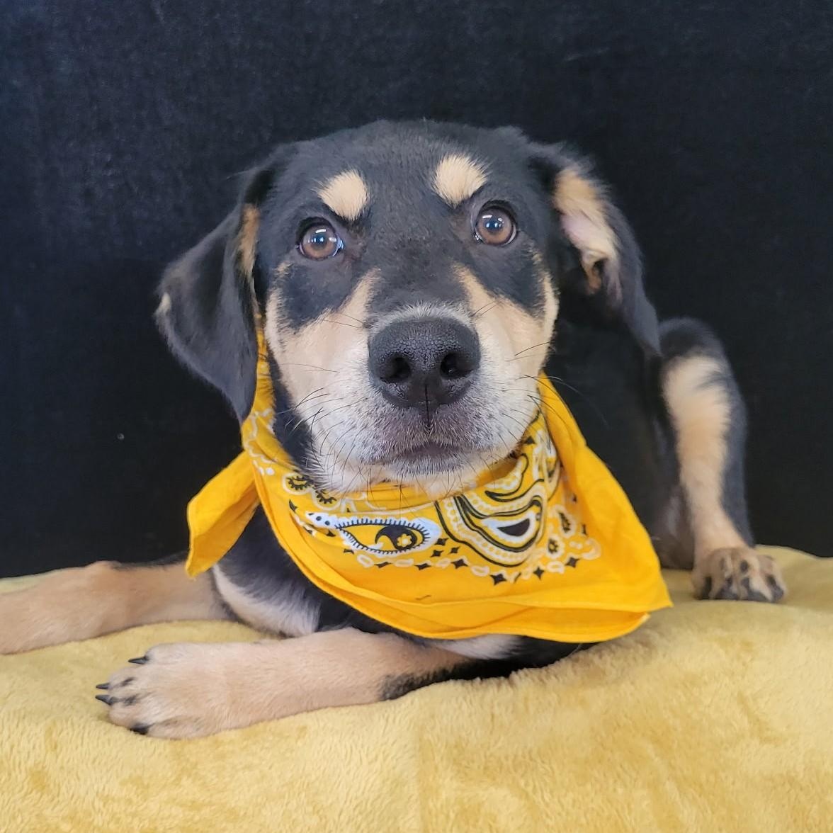Enlarge Queso SS, a ADOPTABLE mixed breed in South Portland, ME image 2/4