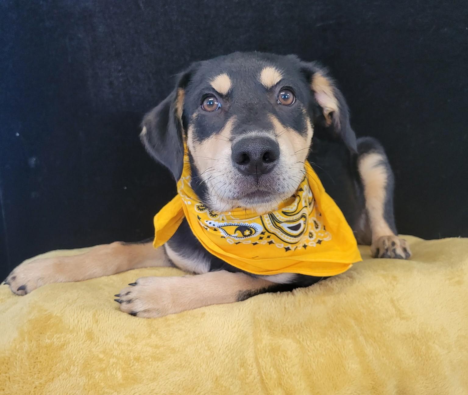 Queso SS, a ADOPTABLE mixed breed in South Portland, ME image 3/4