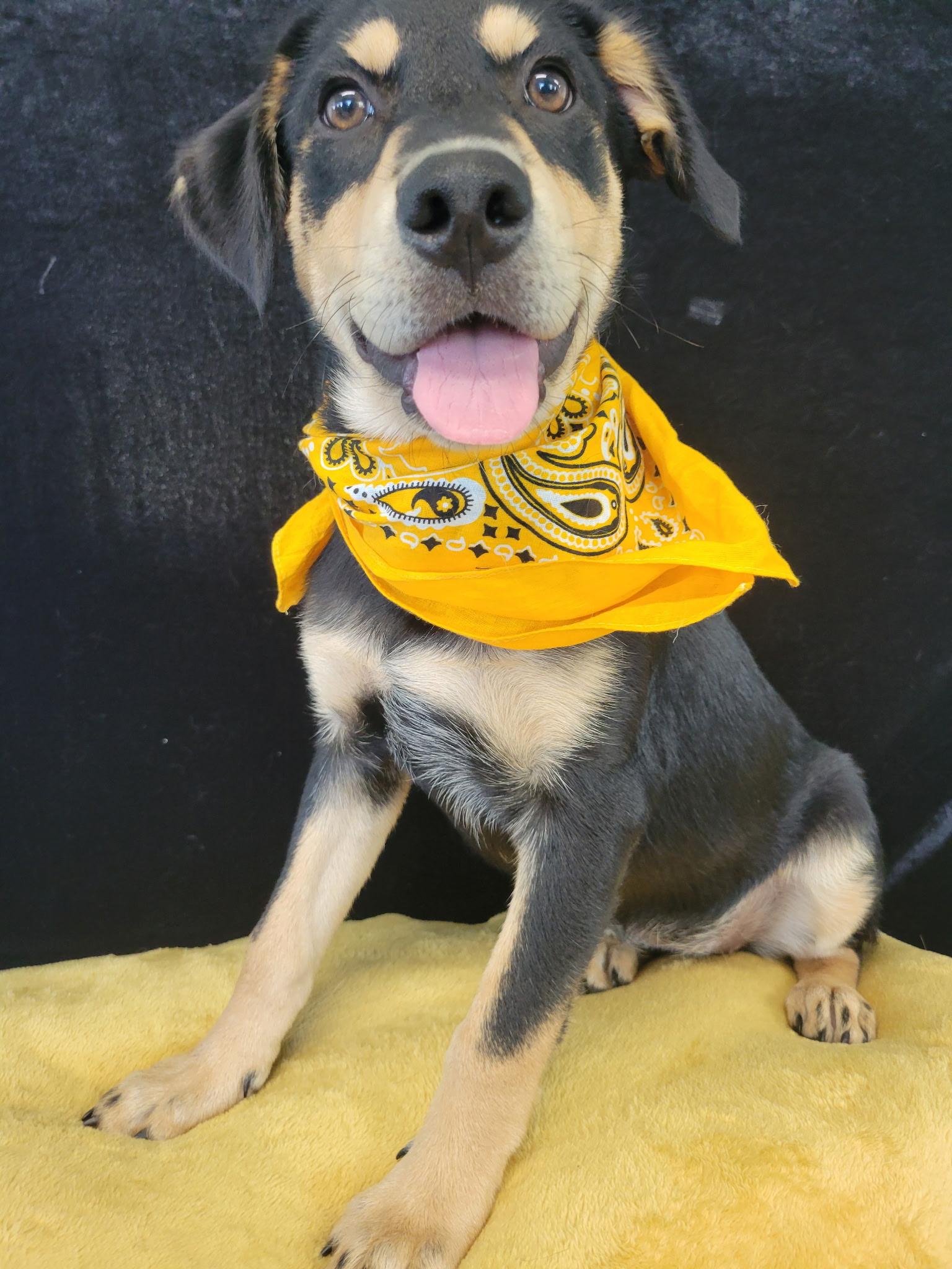 Queso SS, a ADOPTABLE mixed breed in South Portland, ME image 1/4