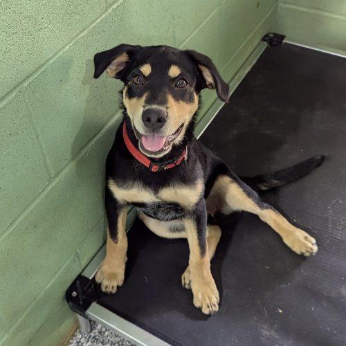 Queso SS, a ADOPTABLE mixed breed in South Portland, ME image 2/4