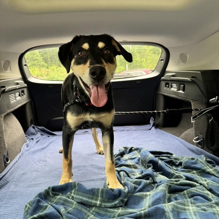 Enlarge Queso SS is in Maine, a ADOPTABLE mixed breed in Portland, ME image 4/6