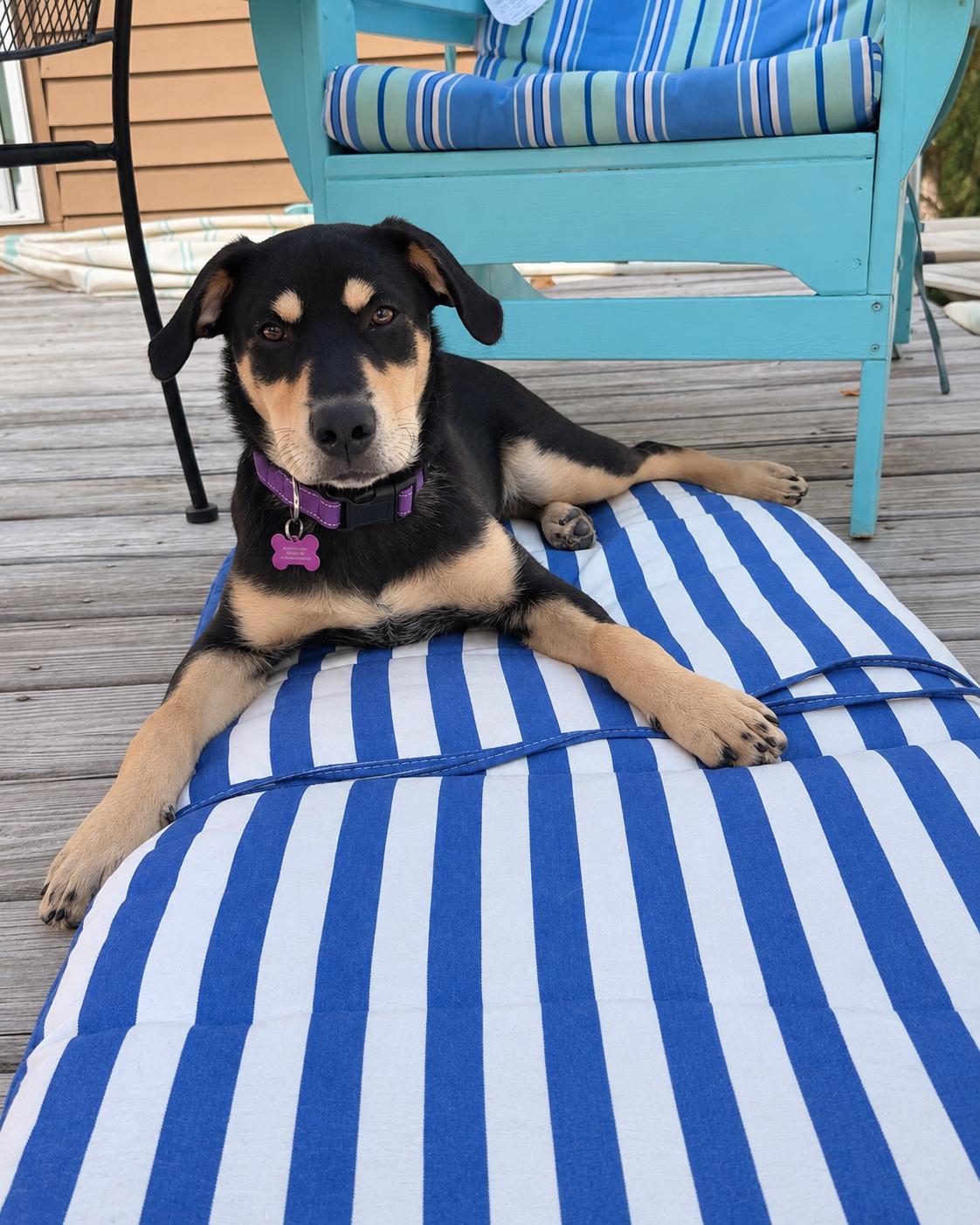 Enlarge Queso SS is in Maine, a ADOPTABLE mixed breed in Portland, ME image 2/6