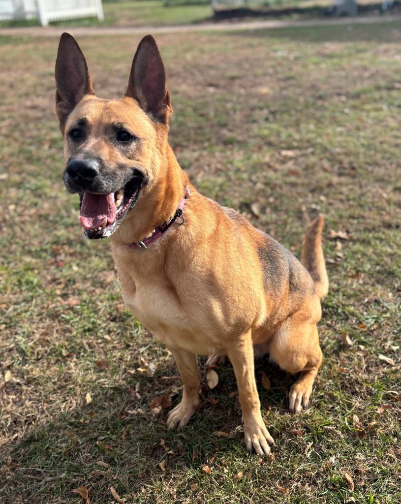 Enlarge DOVE, a Adoptable mixed breed in Hastings, MI image 1/4