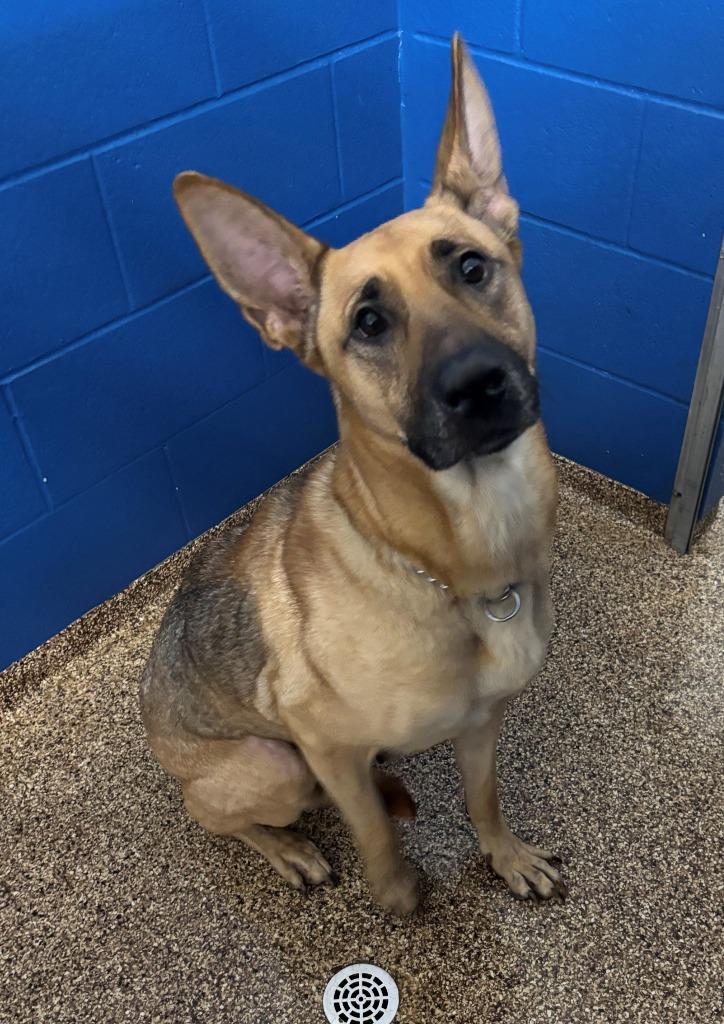 Enlarge DOVE, a Adoptable mixed breed in Hastings, MI image 3/4