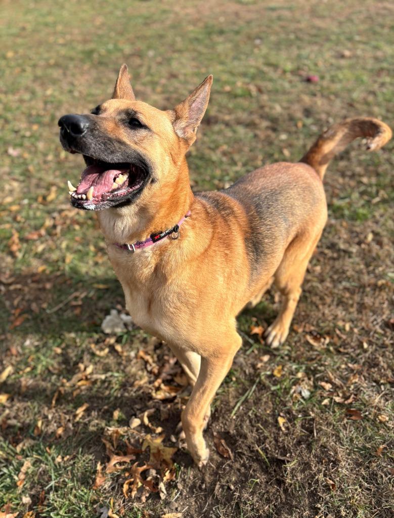 Enlarge DOVE, a Adoptable mixed breed in Hastings, MI image 4/4