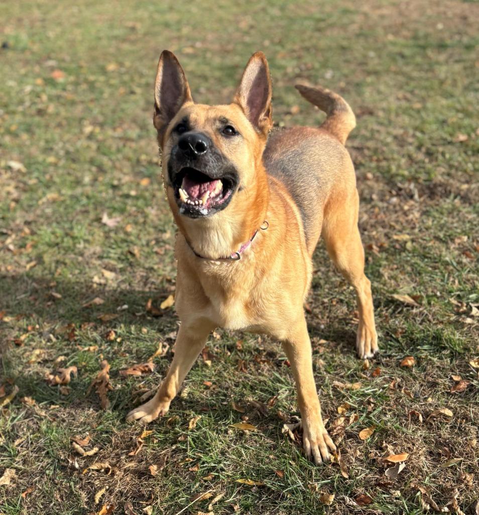 Enlarge DOVE, a Adoptable mixed breed in Hastings, MI image 2/4