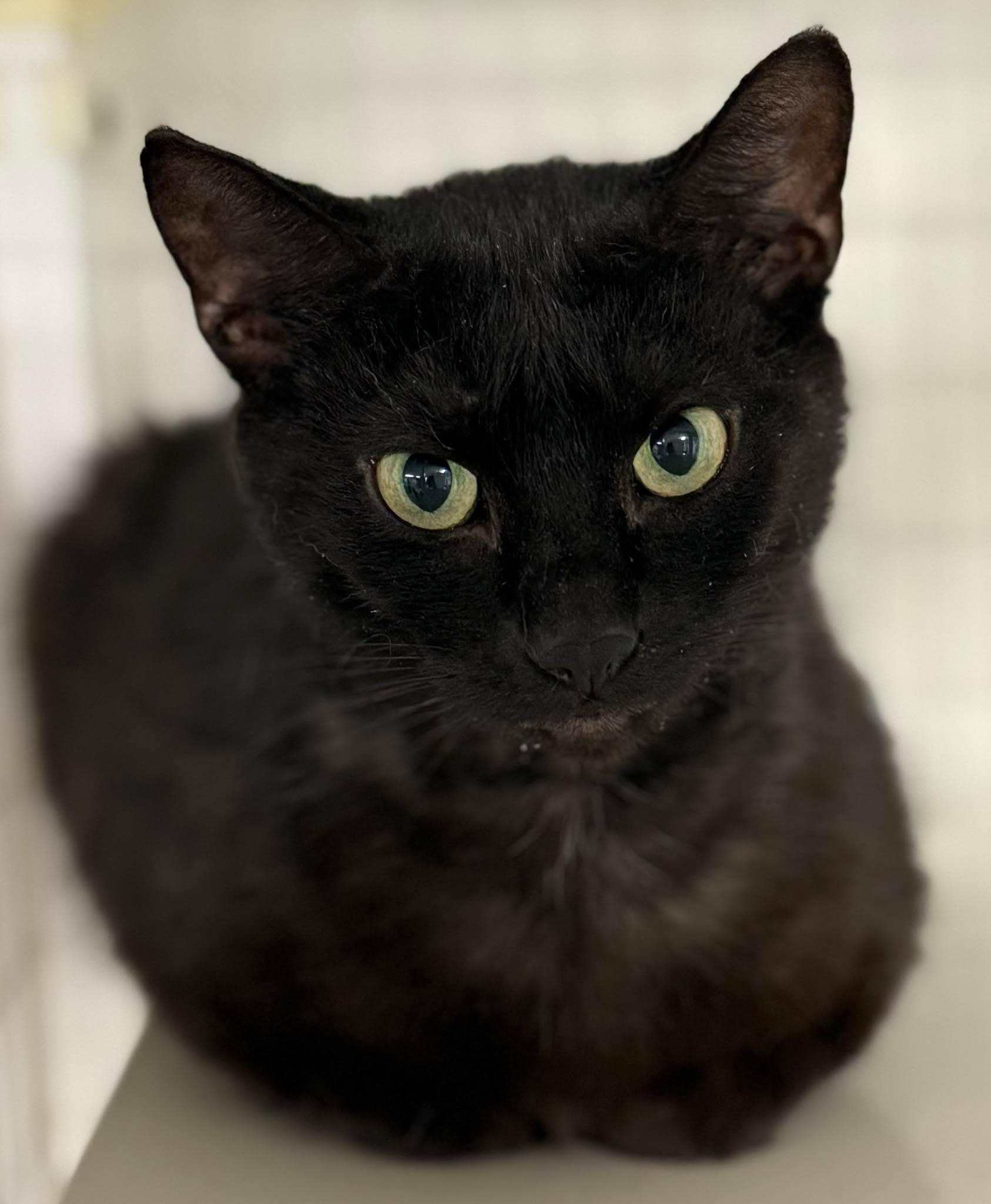 Enlarge Nami, a ADOPTABLE Domestic Short Hair in Claremont, NH image 1/1