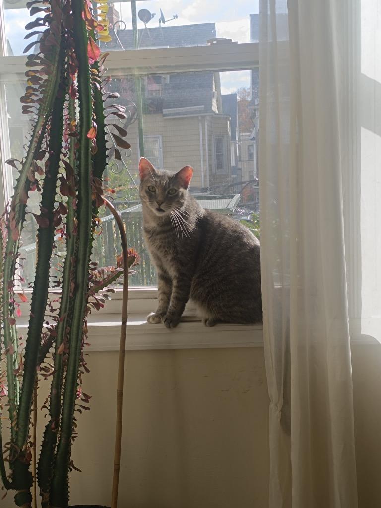 Enlarge Sophie, a Adoptable mixed breed in New York, NY image 5/6