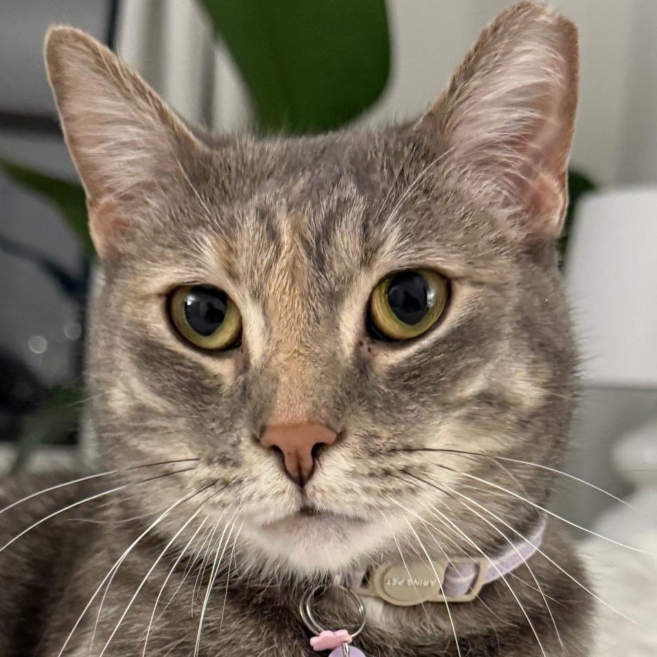 Enlarge Sophie, a Adoptable mixed breed in New York, NY image 6/6