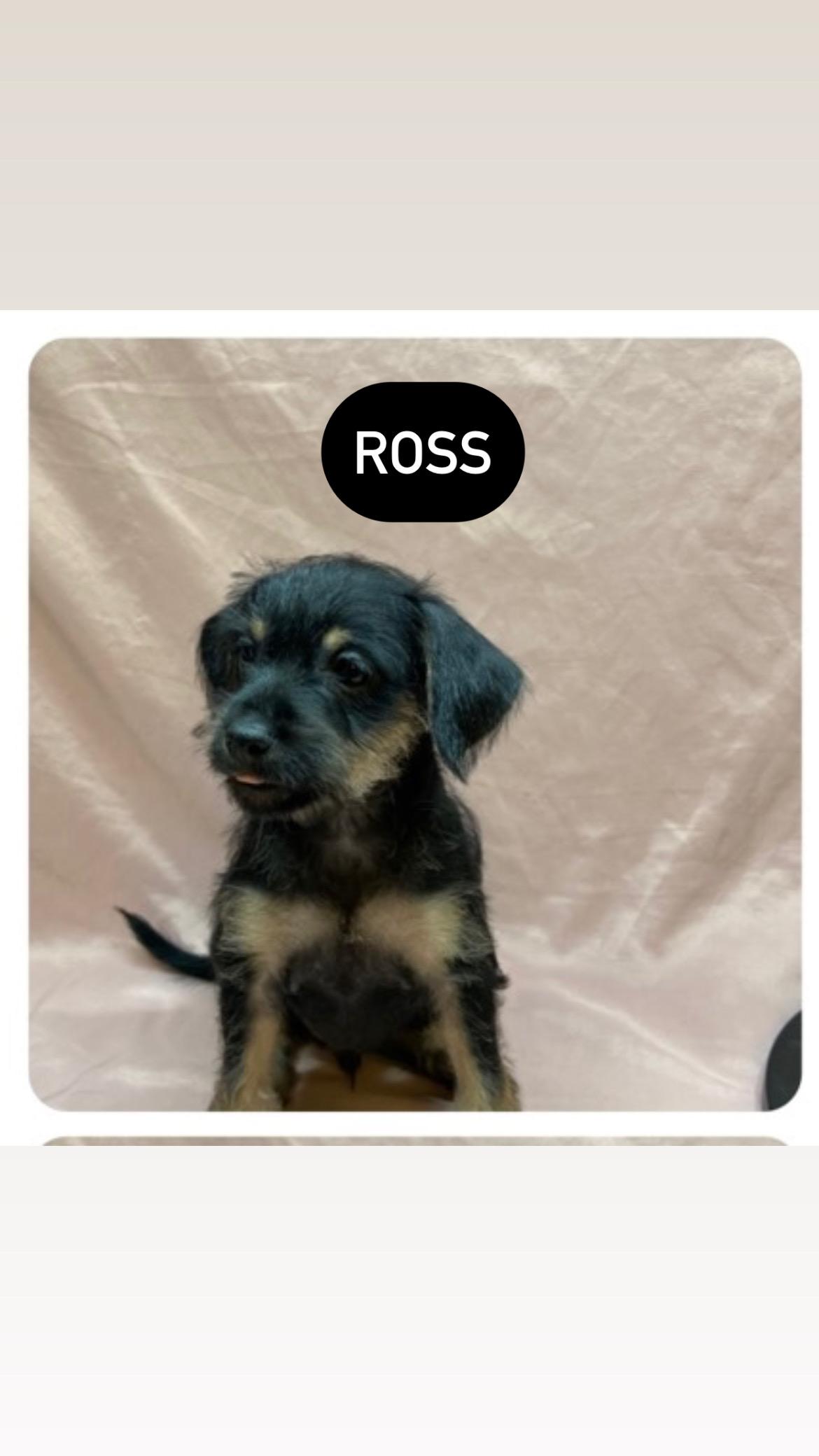 Ross
