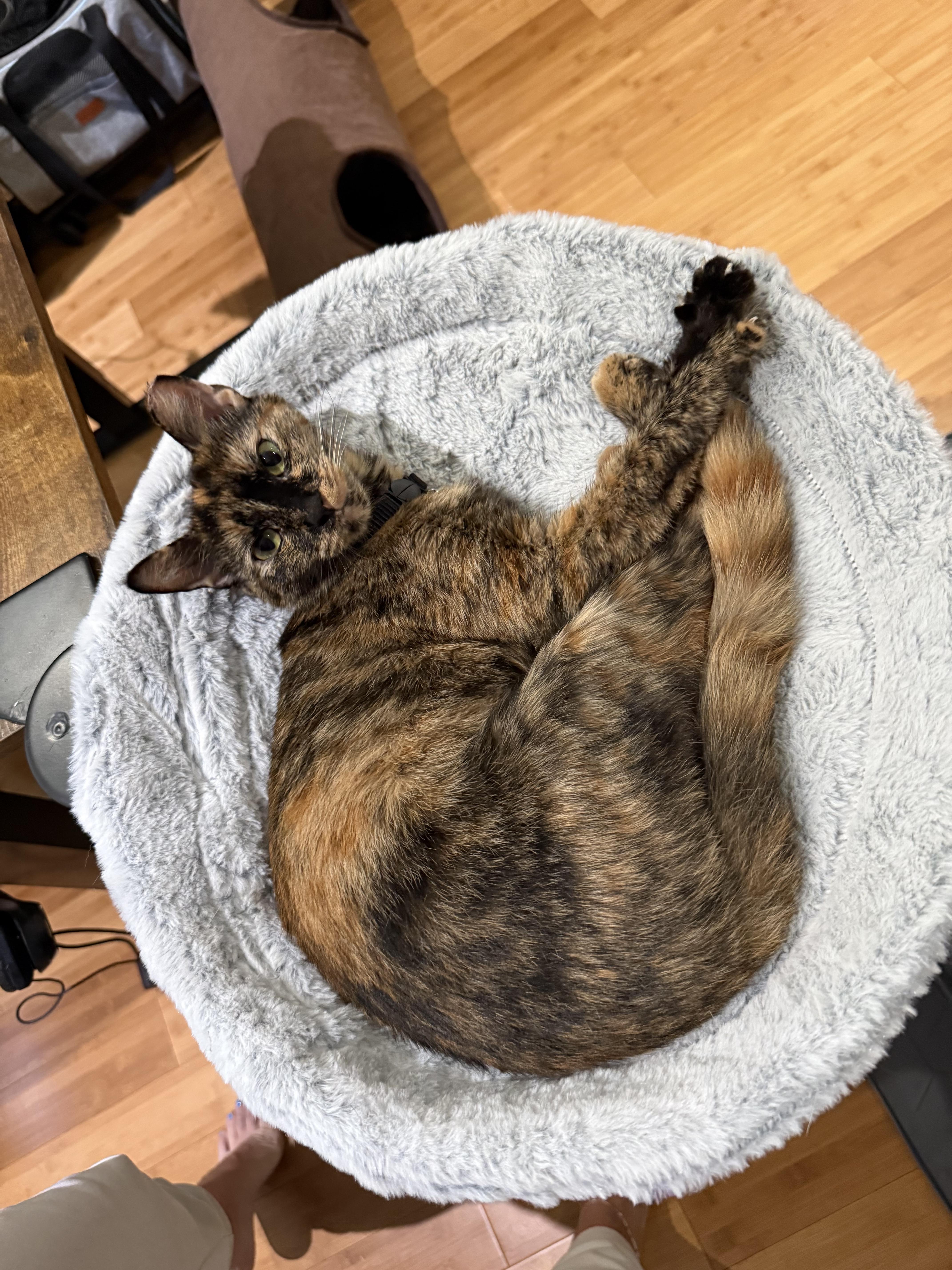 Poppy, ADOPTABLE, Young Female American Shorthair.