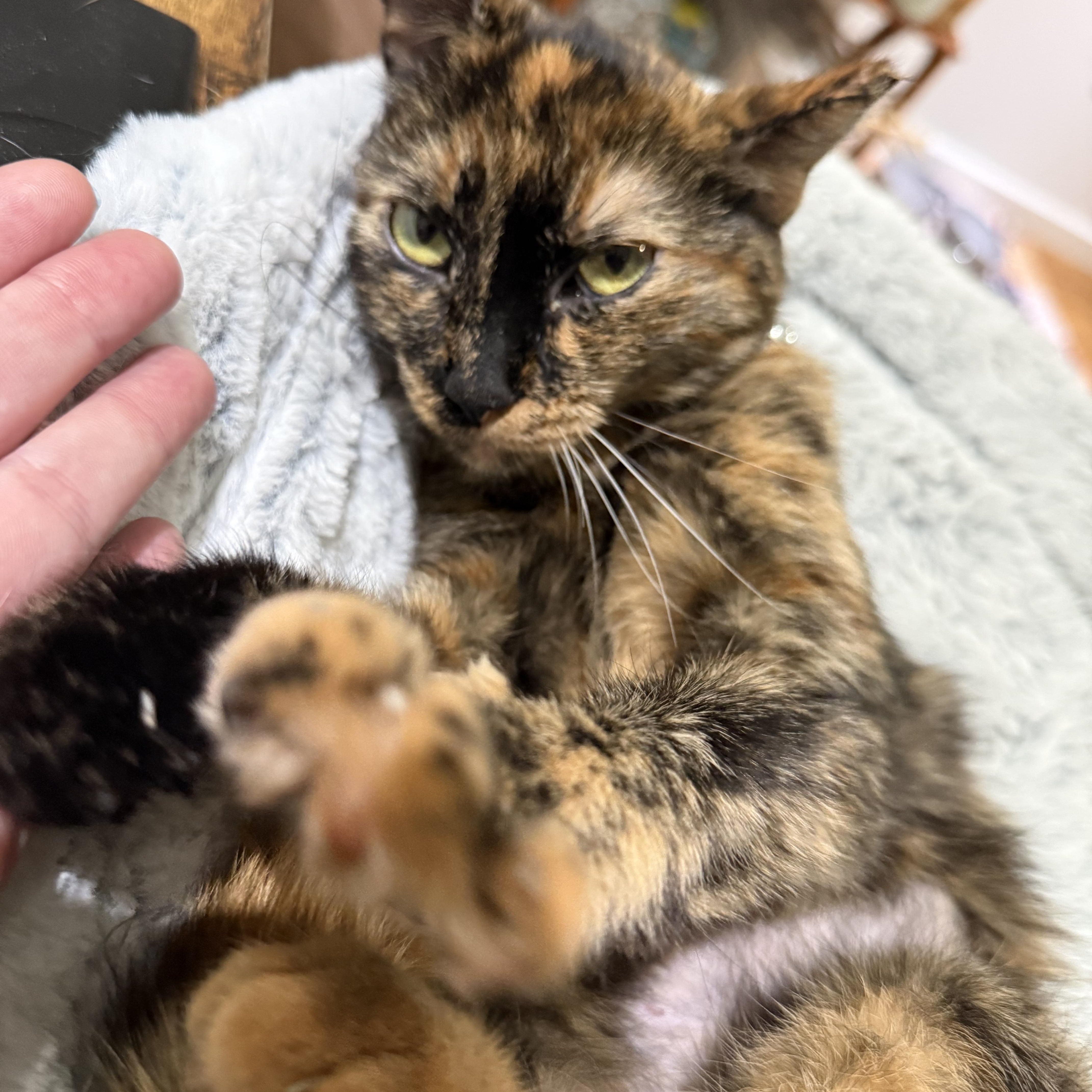 Enlarge Poppy, a Adopted American Shorthair in Washington, DC image 2/6
