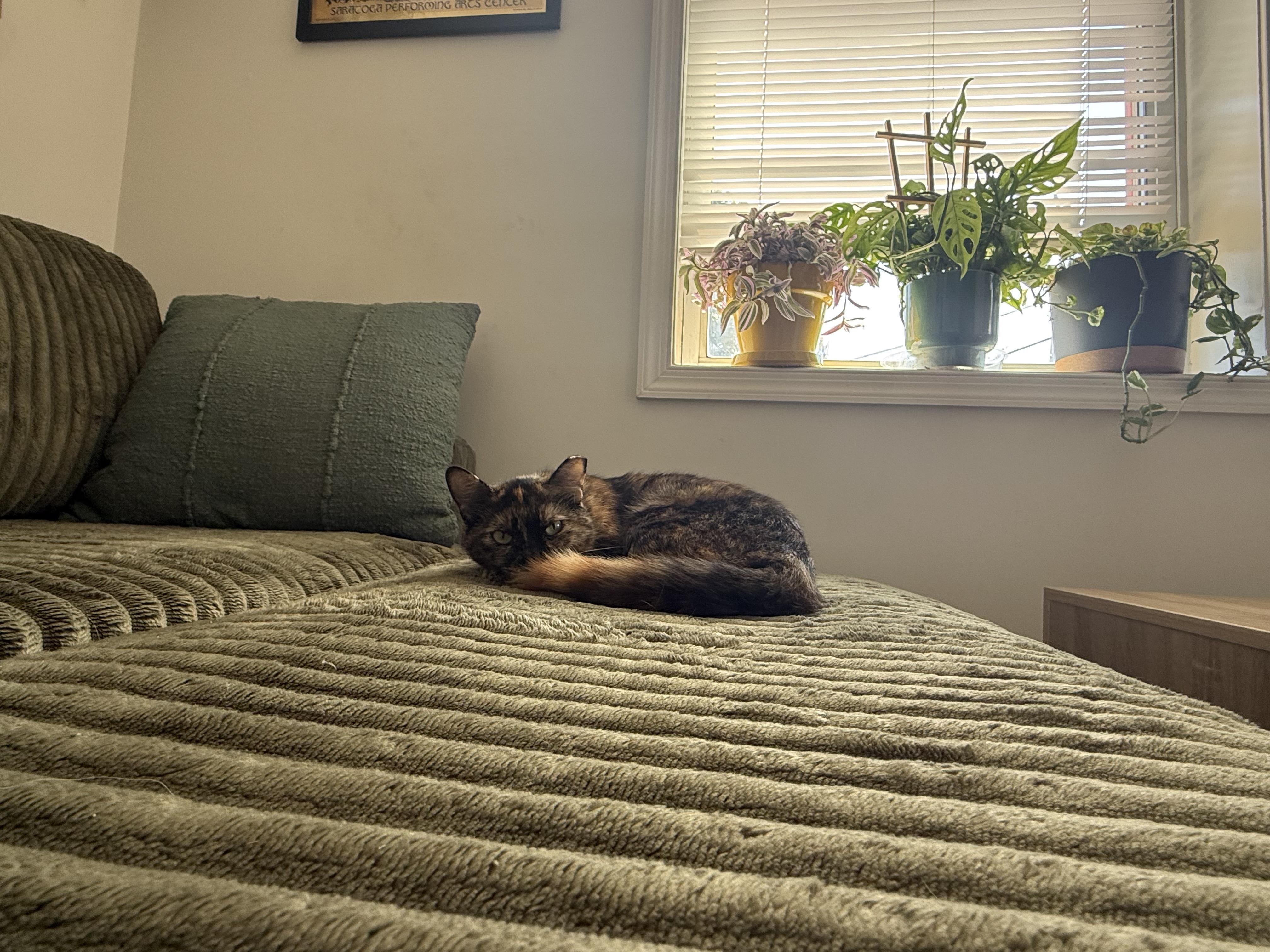 Enlarge Poppy, a Adopted American Shorthair in Washington, DC image 6/6