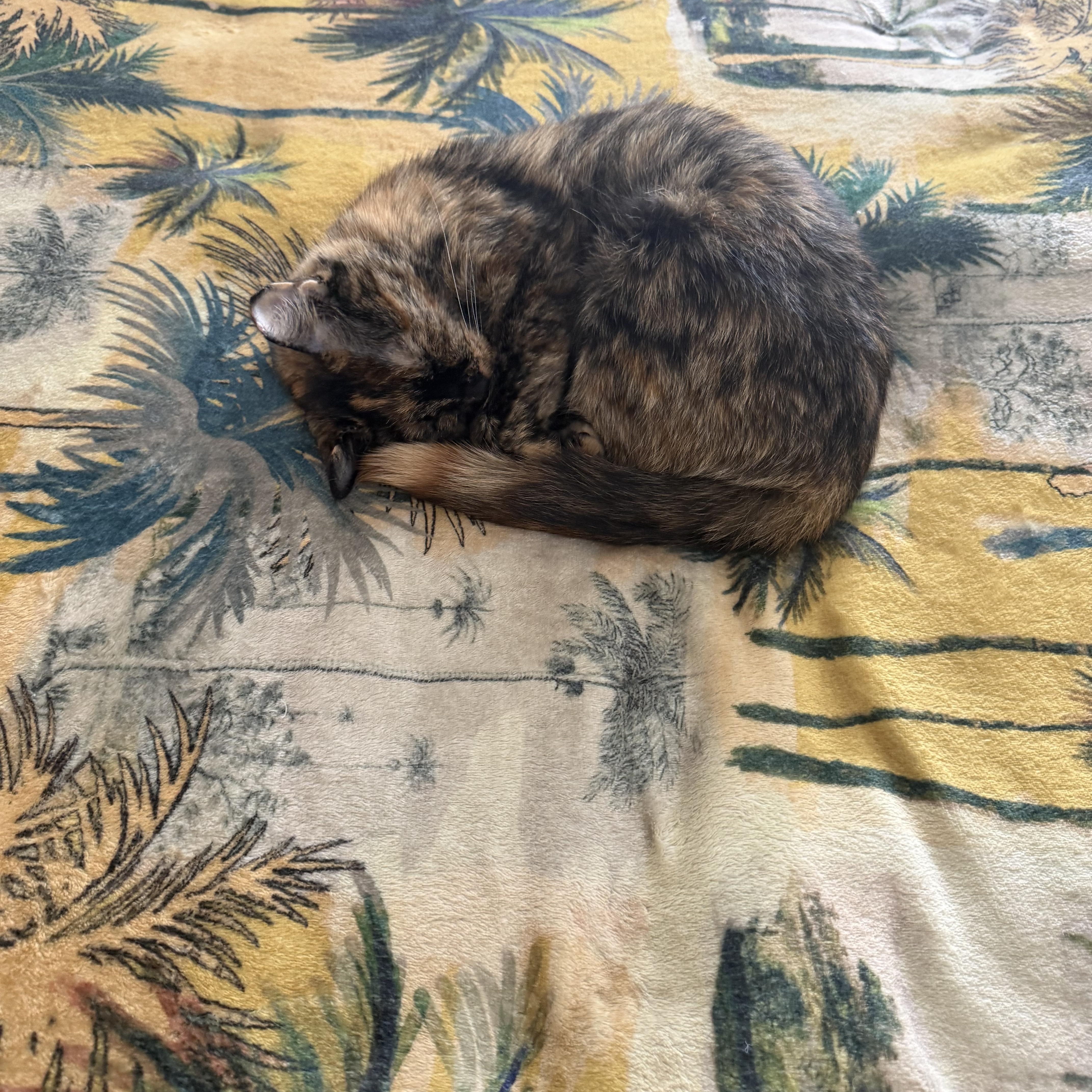 Enlarge Poppy, a Adopted American Shorthair in Washington, DC image 5/6