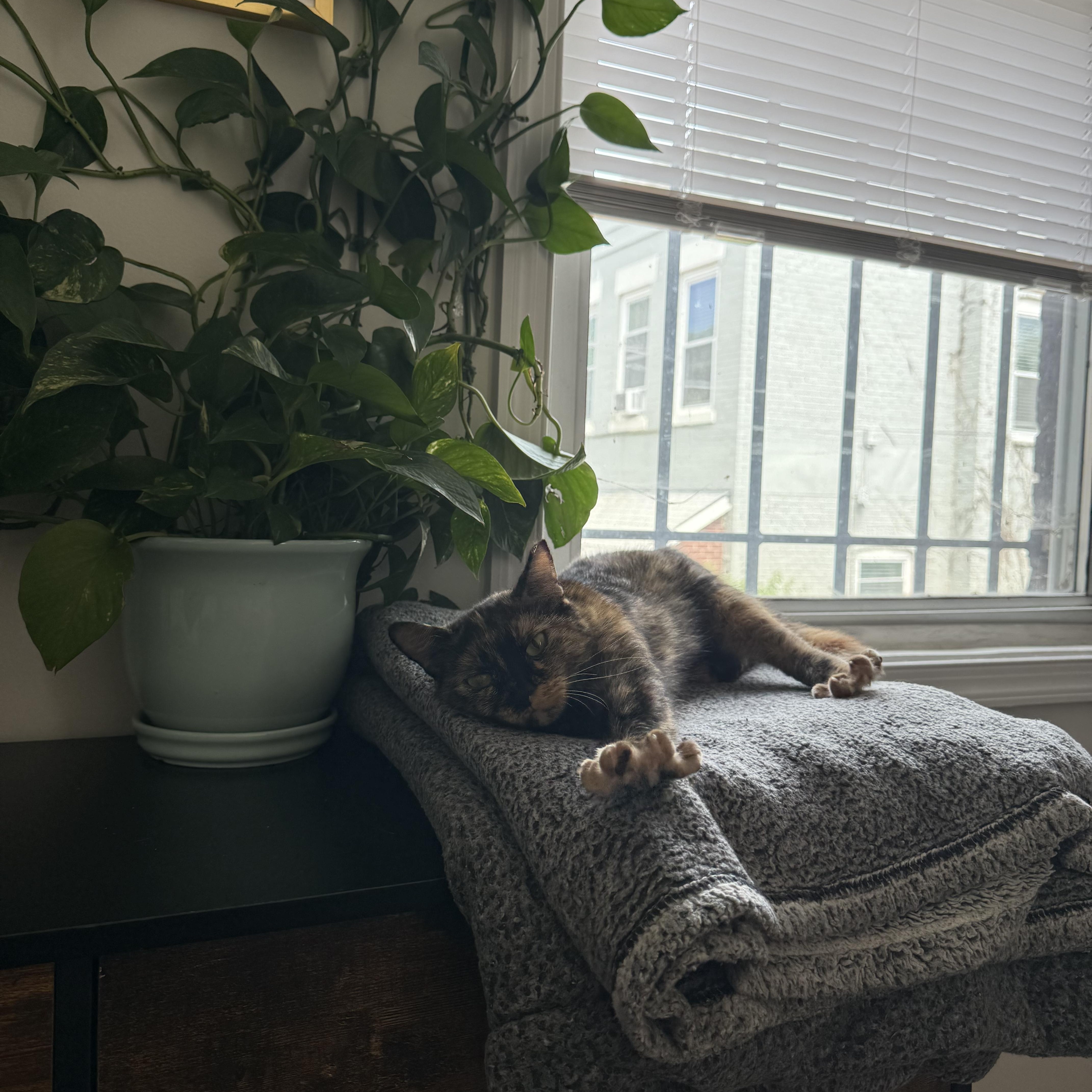 Enlarge Poppy, a Adopted American Shorthair in Washington, DC image 4/6