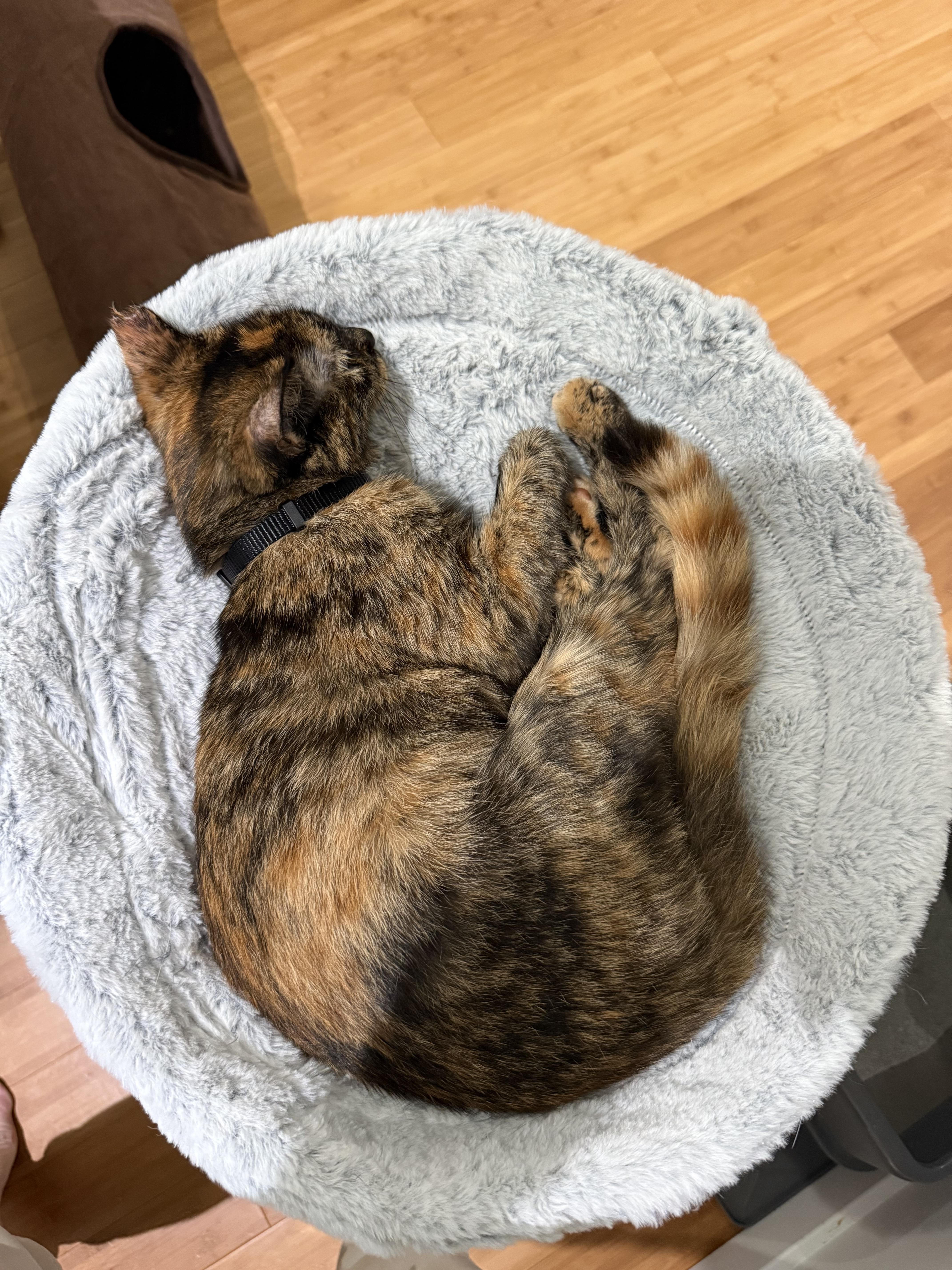 Enlarge Poppy, a Adopted American Shorthair in Washington, DC image 3/6