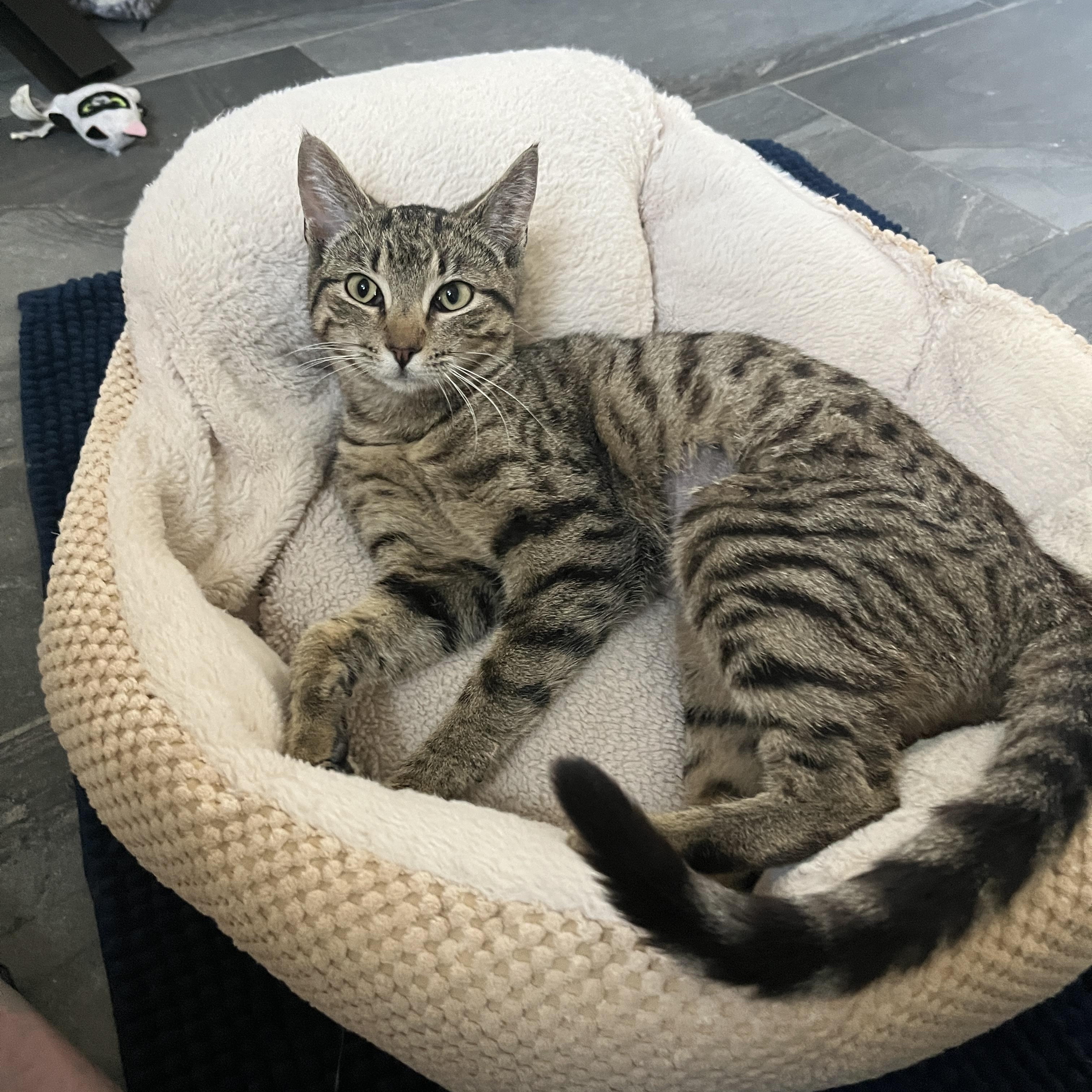 Enlarge Toast , an adopted American Shorthair in Pflugerville, TX image 1/1