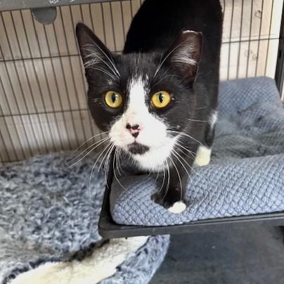 Enlarge Marble, an adoptable mixed breed in Long Beach, WA image 1/3