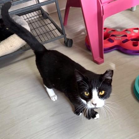 Enlarge Marble, an adoptable mixed breed in Long Beach, WA image 2/3