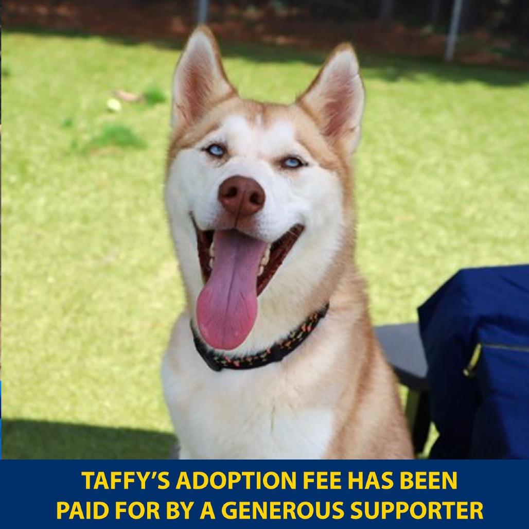 Enlarge Taffy, a Adoptable Mixed Breed in New York, NY image 1/6