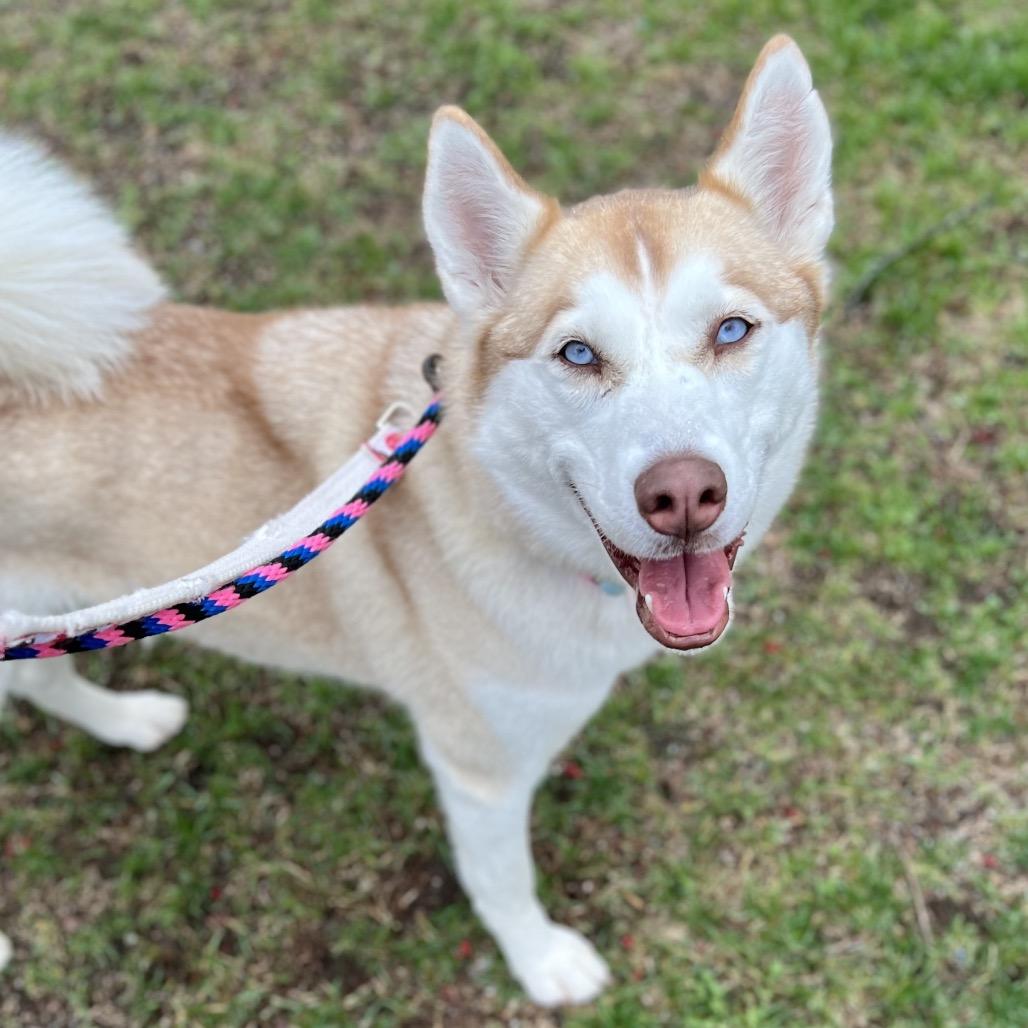 Enlarge Taffy, a Adoptable Mixed Breed in New York, NY image 3/6
