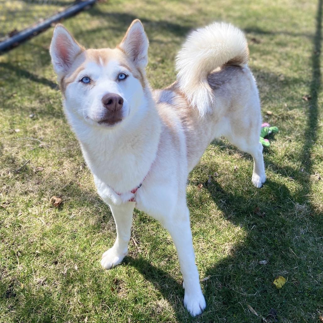 Enlarge Taffy, a Adoptable Mixed Breed in New York, NY image 4/6