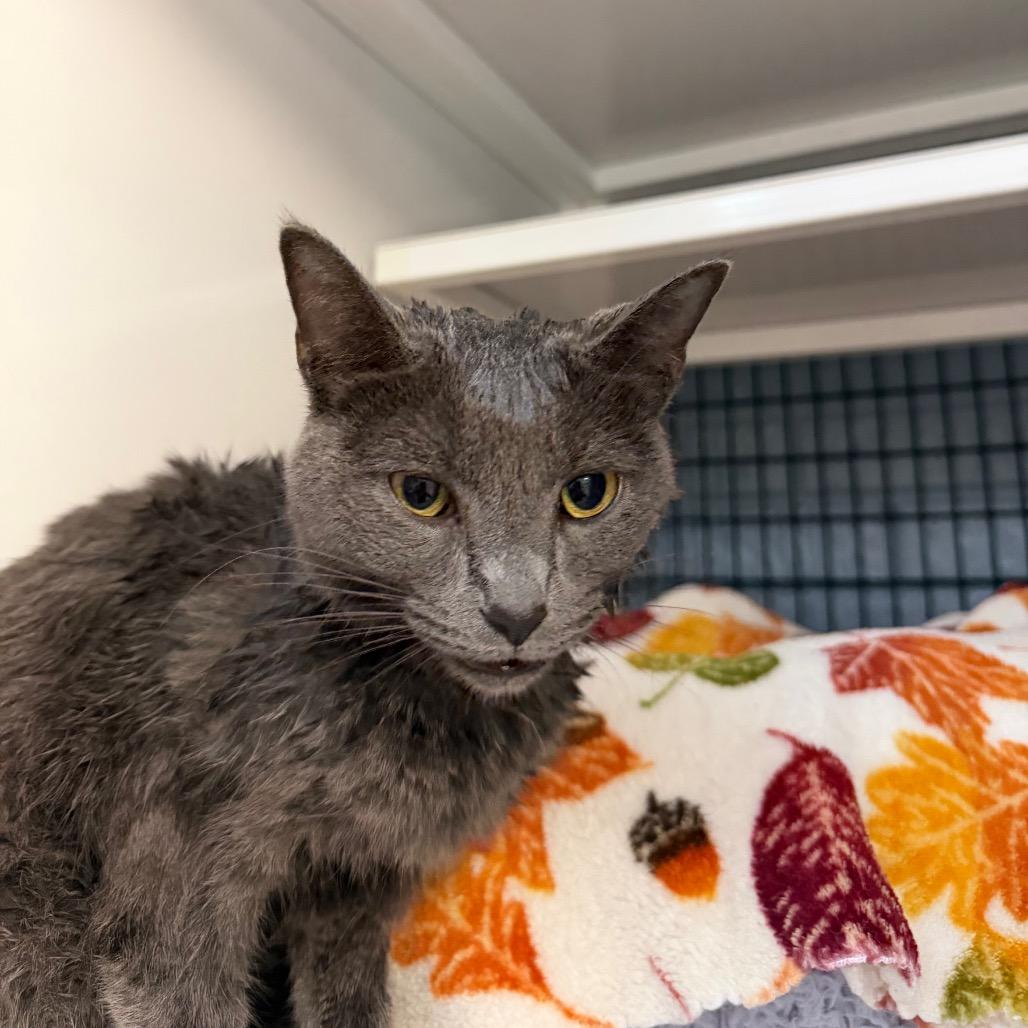 Jane, Adoptable, Adult Female Domestic Short Hair.